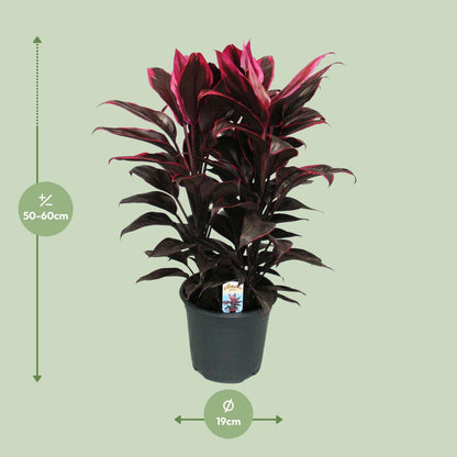 Kamerplant - Cordyline Mambo - Pot Ø 19cm Hoogte ↕ 55cm
