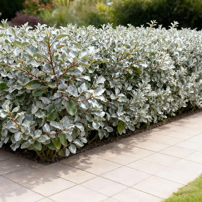 Buitenplant 8x Elaeagnus ebbingei Compacta - Haagplant - Groenblijvend - Pot Ø 9cm Hoogte ↕ 30-35cm