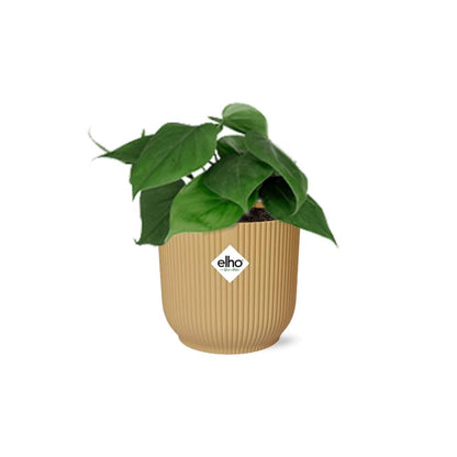 Kamerplant - Philodendron Scandens - Pot Ø 14cm