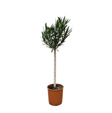 XL Buitenplant - Nerium Oleander op stam met witte bloem - Bloeiend - Pot Ø 30cm Hoogte ↕ 170cm