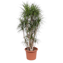 Kamerplant - Dracaena Marginata vertakt - Pot Ø 40cm Hoogte ↕ 220cm