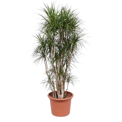Kamerplant - Dracaena Marginata vertakt - Pot Ø 40cm Hoogte ↕ 220cm