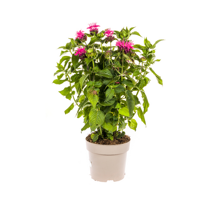 Buitenplant - Monarda Didyma Pink - Bloeiend - Pot Ø 19cm Hoogte ↕ 45-60cm