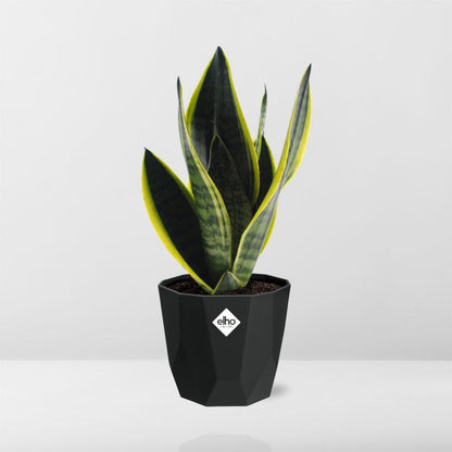 Kamerplant - Sansevieria Futura Superba - Pot Ø 14cm