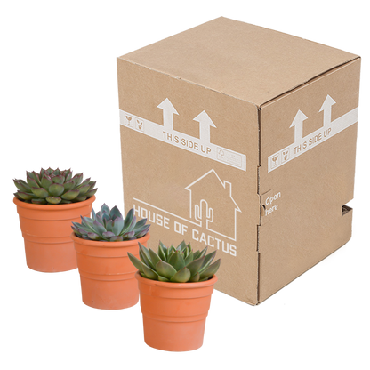 Kamerplant 3x Echeveria mix - In terracotta pot - Pot Ø 10.5cm
