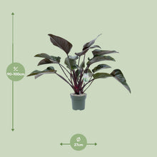 Kamerplant - Philodendron Red Beauty - Luchtzuiverend - Pot Ø 27cm Hoogte ↕ 60cm