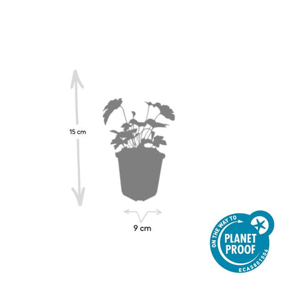 Buitenplant 60x Anemone tom. 'Robustissima' - Bloeiend - Pot Ø 9cm Hoogte ↕ 10-25cm