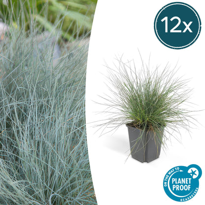 Buitenplant 12x Festuca glauca 'Elijah Bleu' - Pot Ø 9cm Hoogte ↕ 10-25cm