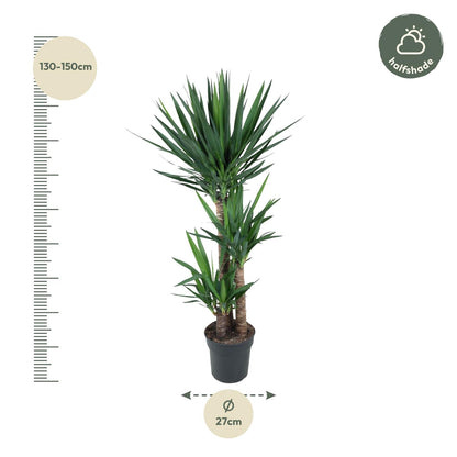 XL kamerplant - Yucca Elephantipes - Pot Ø 24cm Hoogte ↕ 140cm