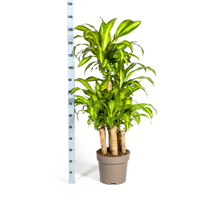 XL kamerplant - Dracaena Fragrans Massangeana Carrousel - Pot Ø 30cm Hoogte ↕ 130-150cm