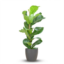 Kamerplant - Ficus Lyrata - Pot Ø 21cm Hoogte ↕ 80cm