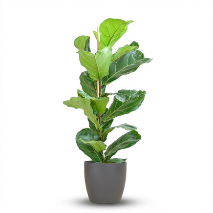 Kamerplant - Ficus Lyrata - Pot Ø 21cm Hoogte ↕ 80cm