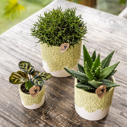 Sierpot - Bloom Green - Pot Ø 9cm