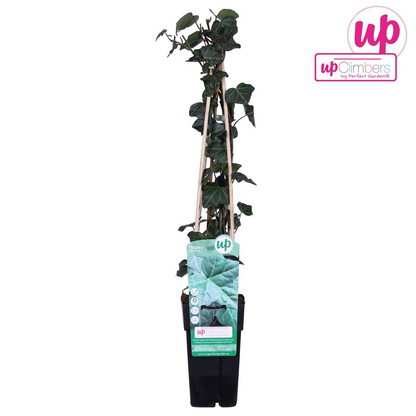 Buitenplant - Hedera hibernica - Klimplant - Pot Ø 15cm Hoogte ↕ 65cm