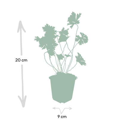 Buitenplant 6x Geranium Rozanne - Bloeiend - Pot Ø 9cm Hoogte ↕ 10-25cm