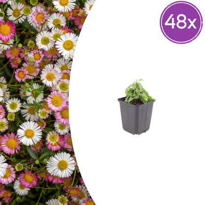 Buitenplant 48x Erigeron karvinskianus - Bloeiend - Pot Ø 9cm Hoogte ↕ 10-25cm