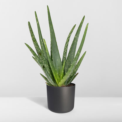 Kamerplant - Aloe Vera - Pot Ø 12cm Hoogte ↕ 40cm