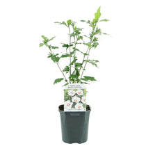 Buitenplant - Hibiscus syriacus 'Red Heart' - Wit met Rood Hart - Pot Ø 17cm Hoogte ↕ 45cm