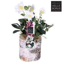 Buitenplant - Helleborus Niger 'Christmas Carol' - Winterhard - Pot Ø 12cm Hoogte ↕ 25cm
