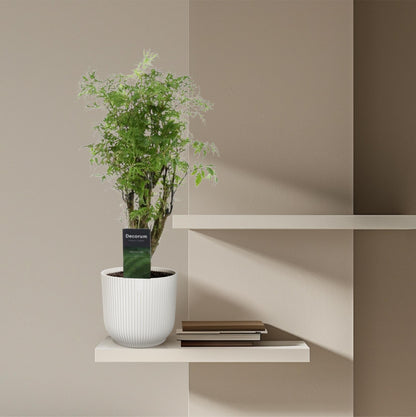 Kamerplant - Polyscias Hawaiiana Ming - Pot Ø 12cm Hoogte ↕ 45cm