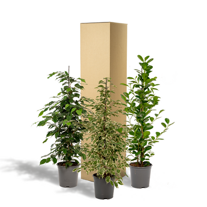 Kamerplant 3x Ficus - Benjamina Danielle, Twilight & Moclame - Pot Ø 21cm Hoogte ↕ 95cm