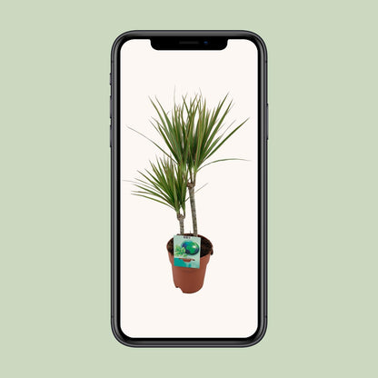 Kamerplant - Dracaena Marginata Bicolor - Pot Ø 19cm Hoogte ↕ 70cm