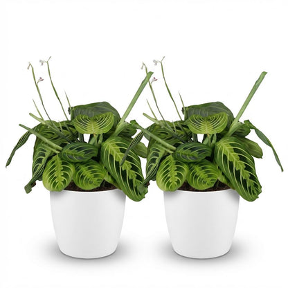 Kamerplant 2x Maranta Fascinator Lemon Lime - Gebedsplant - Pot Ø 12cm Hoogte ↕ 25cm