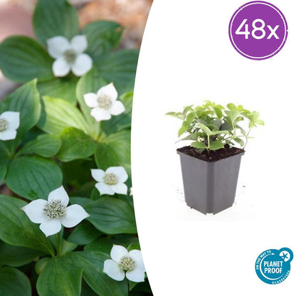 Buitenplant 48x Cornus canadensis - Bloeiend - Pot Ø 9cm Hoogte ↕ 10-25cm