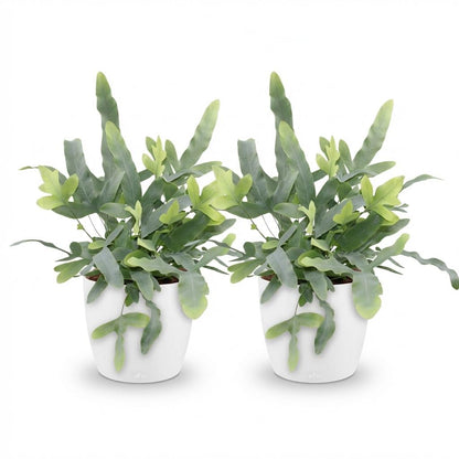 Kamerplant 2x Phlebodium aureum Blue Star - Blauwe Varen - Pot Ø 12cm Hoogte ↕ 25cm
