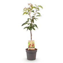 Buitenplant - Kersenboom Prunus avium Regina - Rode kers - Pot Ø 21cm Hoogte ↕ 90cm
