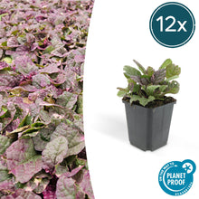 Buitenplant 12x Ajuga reptans 'Burgundy Glow' - Bloeiend - Pot Ø 9cm Hoogte ↕ 10-25cm