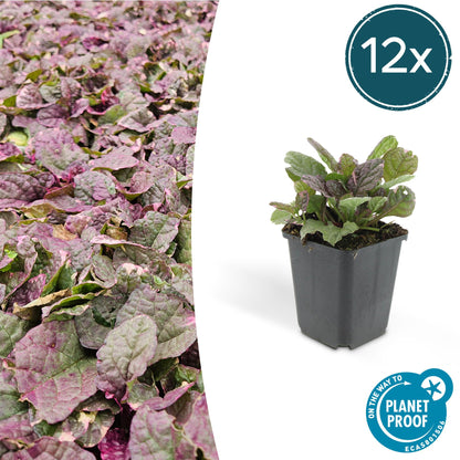 Buitenplant 12x Ajuga reptans 'Burgundy Glow' - Bloeiend - Pot Ø 9cm Hoogte ↕ 10-25cm
