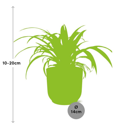Kamerplant - Chlorophytum Comosum Variegatum - Pot Ø 14cm