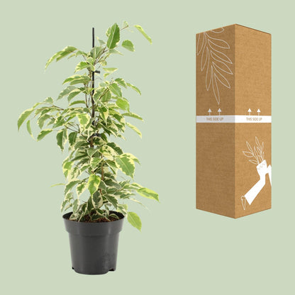 Kamerplant - Ficus Benjamina Samantha - Pot Ø 14cm Hoogte ↕ 55cm