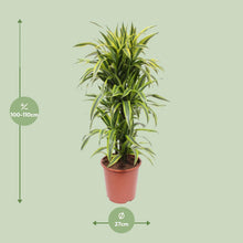 XL Kamerplant - Dracaena Lemon Lime - Pot Ø 27cm Hoogte ↕ 110cm