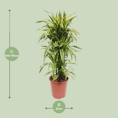 XL Kamerplant - Dracaena Lemon Lime - Pot Ø 27cm Hoogte ↕ 110cm