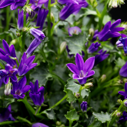 Buitenplant 48x Campanula pers. 'Coerulea' - Bloeiend - Pot Ø 9cm Hoogte ↕ 10-25cm