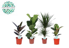 Kamerplant 4 stuks - Groen Mix Lopez - Pot Ø 17cm Hoogte ↕ 55-75cm