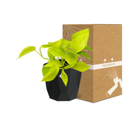 Kamerplant - Epipremnum Pinnatum 'Golden Pothos' - Hangplant - Pot Ø 14cm