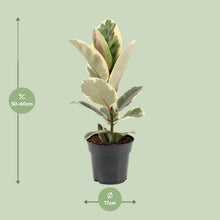 Kamerplant - Ficus Elastica Tineke - Pot Ø 17cm Hoogte ↕ 55cm