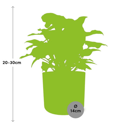 Kamerplant - Syngonium Arrow - Pot Ø 14cm