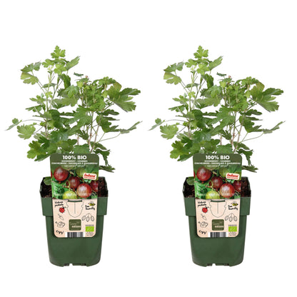 Buitenplant 2x Ribes 'Lady Sun' - Bloeiend - Pot Ø 13cm Hoogte ↕ 45cm