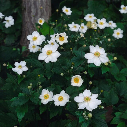 Buitenplant 48x Anemone hyb. 'Honorine Jobert' - Bloeiend - Pot Ø 9cm Hoogte ↕ 10-25cm
