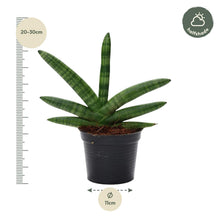 Kamerplant - Sansevieria Skyline - Pot Ø 10.5cm Hoogte ↕ 25cm