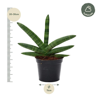 Kamerplant - Sansevieria Skyline - Pot Ø 10.5cm Hoogte ↕ 25cm