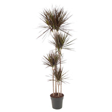 XL kamerplant - Dracaena Magenta - Pot Ø 27cm Hoogte ↕ 180cm