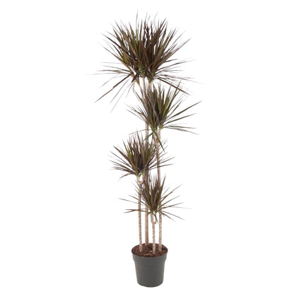 XL kamerplant - Dracaena Magenta - Pot Ø 27cm Hoogte ↕ 180cm