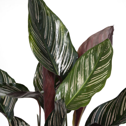 Kamerplant - Calathea Ornata - Pot Ø 14cm Hoogte ↕ 50cm