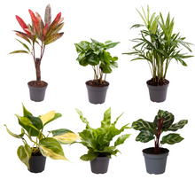 Kamerplant - Baby Plantjes Verrassingsbox 6 stuks - Pot Ø 6cm Hoogte ↕ 12cm
