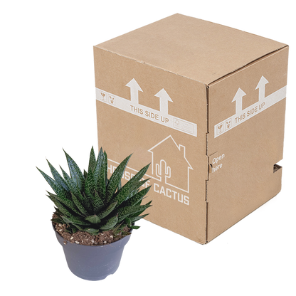 Kamerplant - Gasteria - Pot Ø 17cm